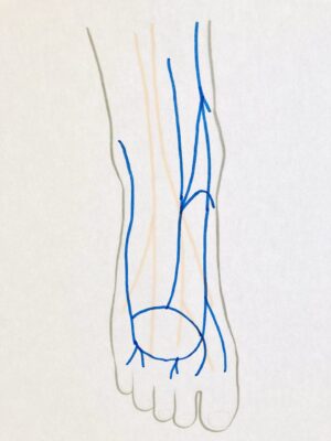 足背の血管と神経