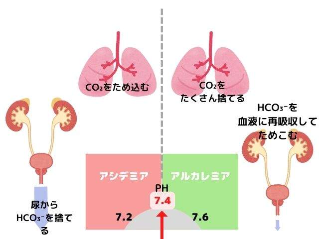 酸塩基平衡肺と腎臓