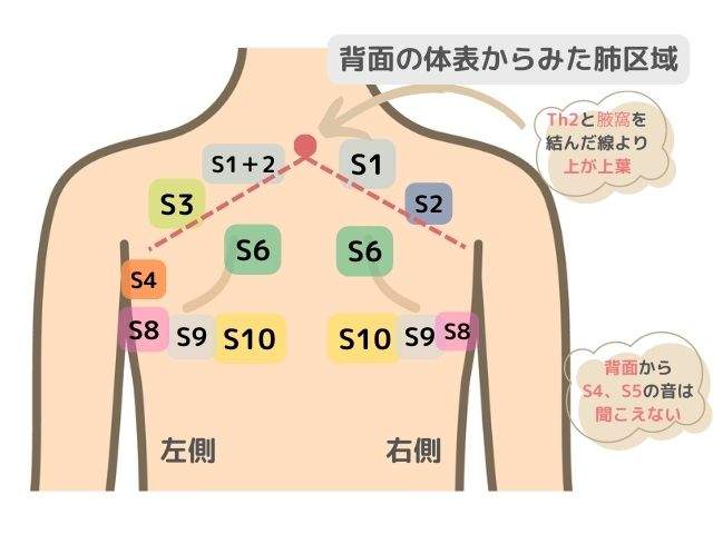 背面の肺区域