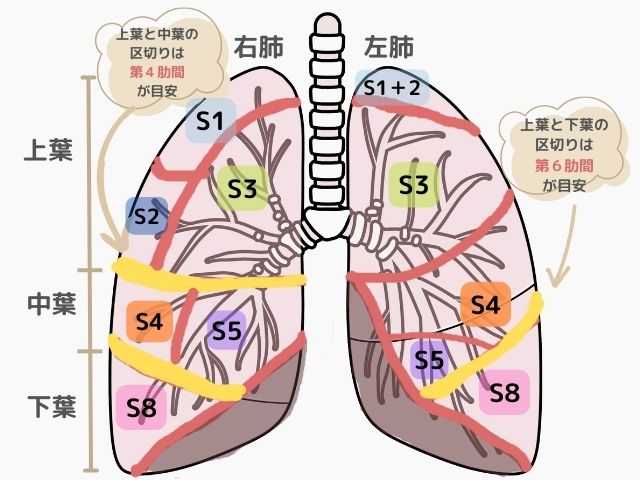 肺区域